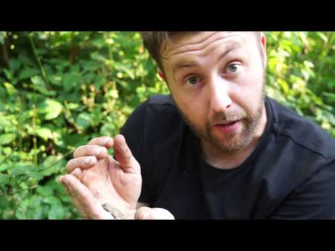 Vorsicht Giftig! - Die Gelbbauchunke