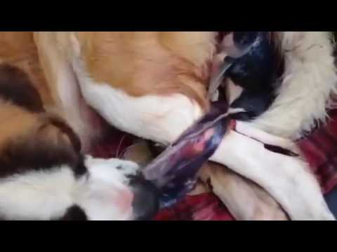 srihari street dog videos