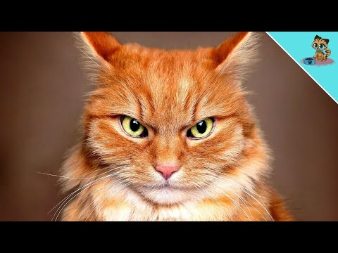 4 Körpersprache-Signale von Katzen, die FAST JEDER missversteht!
