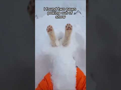 I saved him from the snow. I didn't know I’d have to save him from them. 🦁❄️ part1 #lionrescue