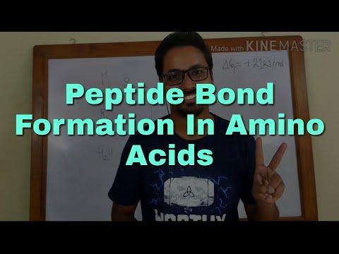 Peptide bond formation in Amino Acids