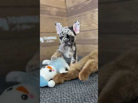 Video 2