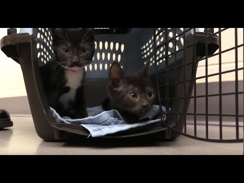 Fostering Kittens With Cerebellar Hypoplasia