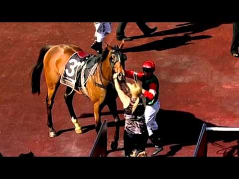 ASCOT 07 NOV 2015, RACE 6 - TONTO - LOU LUCIANI