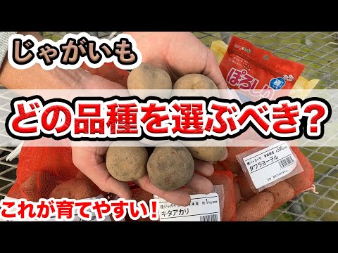 赤ジャガイモ:園芸に最適な品種