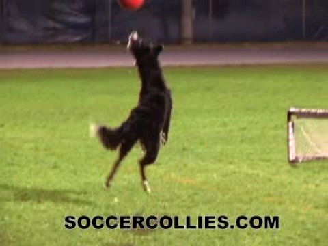 Promotional video thumbnail 1 for Soccer Collies