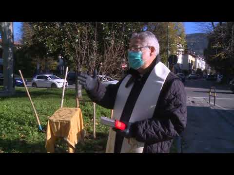 piantumazione melograno a prato