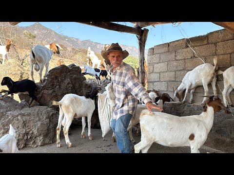 ASTA QUE FUIMOS A TRAER LAS CHIVAS QUE COMPRAMOS PARA LA CRIA 🐐