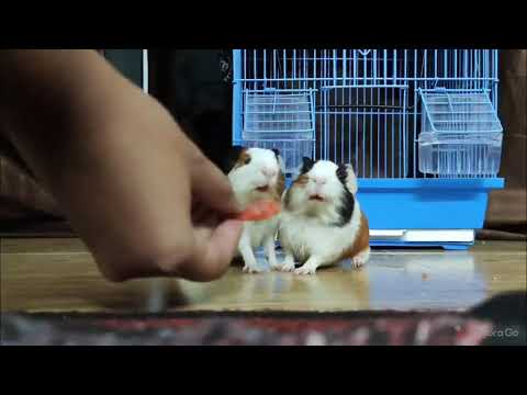 Chitir Pitir, the Guinea Pig Duo