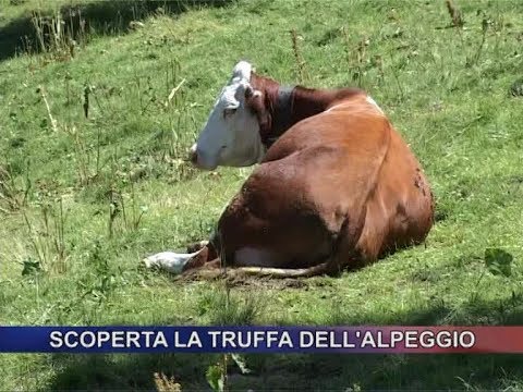 Scoperta la truffa dell'alpeggio