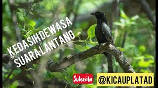 Download lagu Suara burung kedasih || kedasih suara lantang || emprit gantil || burung @Zeerow-l3b mp3 Download lagu Suara burung kedasih || kedasih suara lantang || emprit gantil || burung @Zeerow-l3b mp3