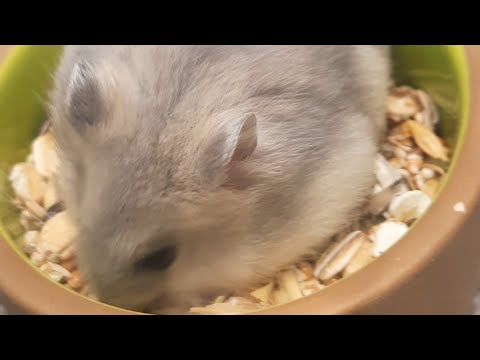 Animals house Feeding baby Rabbits #highlights