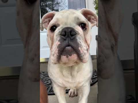 Apollo Dodging the camera