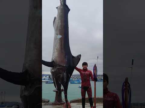 🟥 Joven de 17 años logra hazaña en Jaramijó: captura el marlín más grande del mundo a pulmón 🟥