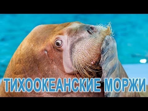 Тихоокеанские моржи Святогор и Ефросинья.