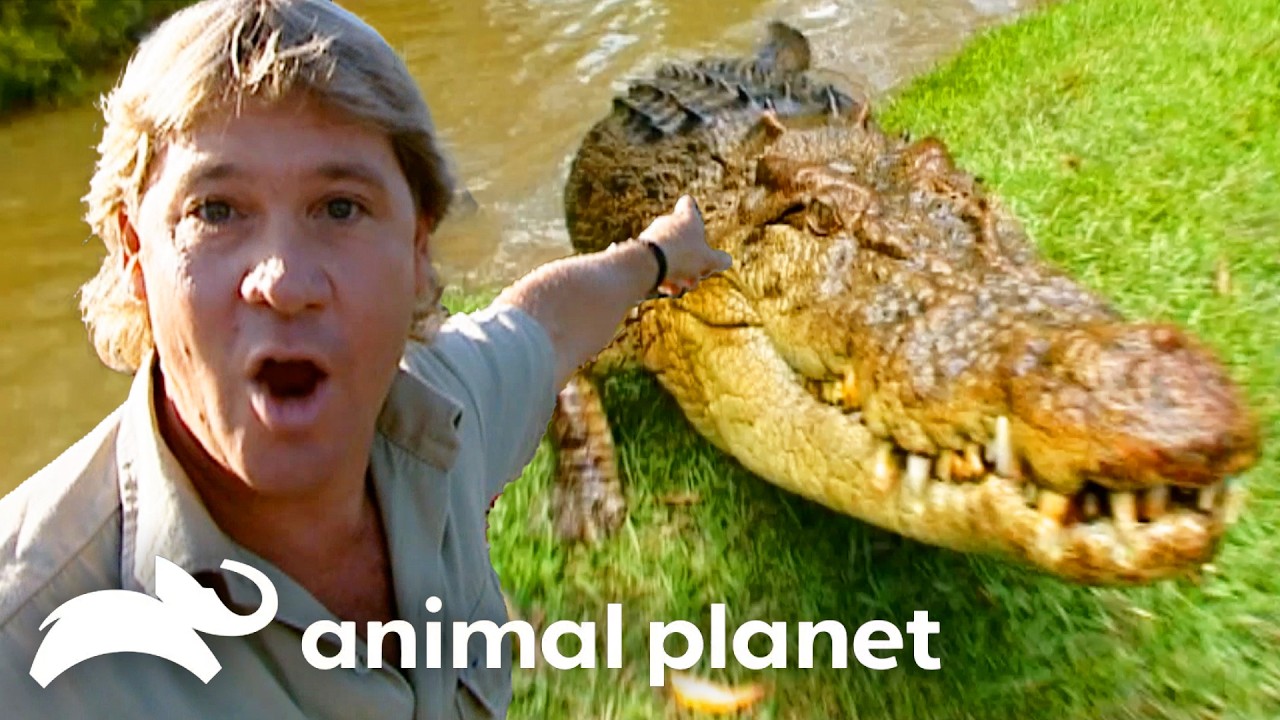 Steve's Favorite Crocs! | The Crocodile Hunter | Animal Planet