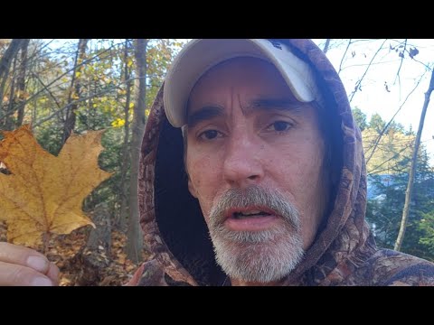 You're just a leaf in the forest