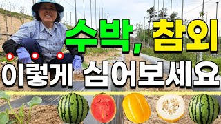 참외 수박 이렇게 하면 실패 없이 잘 수확할 수 있어요 - 주말농장 텃밭 귀농 전원일기