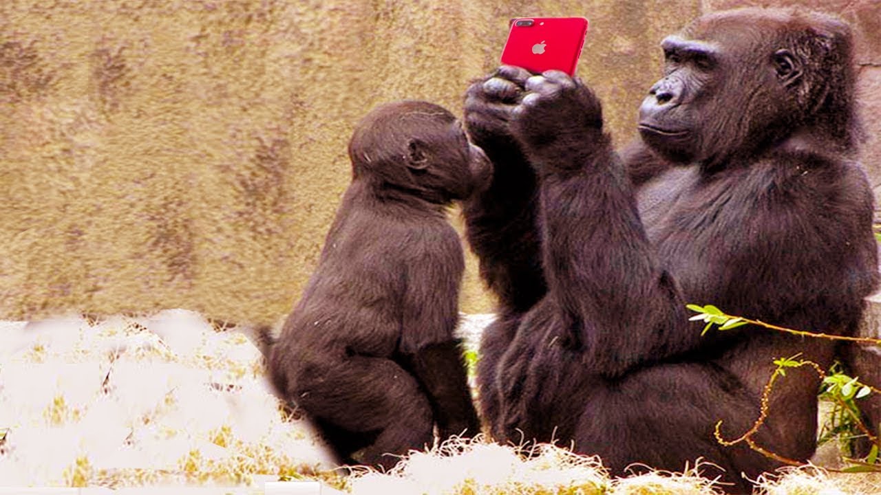 FUNNY Monkey Using Tablet #2 |  Smart Monkey |  Funny Pets Compilation