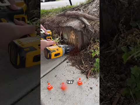 Cet écureuil sans-abri a reçu un palace féerique ❤️🥺 #shorts
