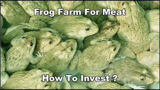 Bullfrog Farm For Meat Sale - How To Invest