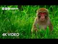Top 5 Monkey Moments 4K UHD BBC Earth