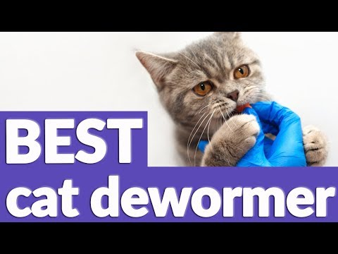 Best Cat Dewormer in 2019 | 6 TOP RATED Cat Dewormers