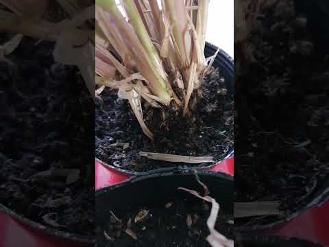 Pennisetum setaceum rubrum -graminée-ornementale-feuilles-rouges-épillets-pot-osier