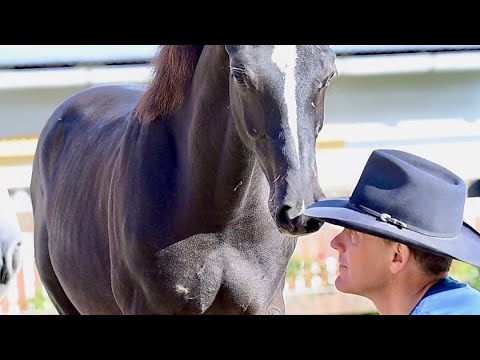 Honza Bláha - How to teach new young horse liberty - foal by Kjento