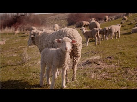 American-Made Wool Socks: An Unconventional Journey
