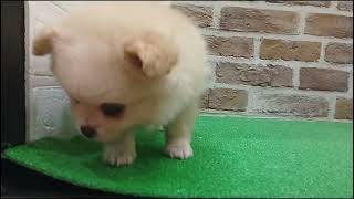 ハーフ犬の動画01