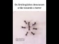Os Smilinguidos Estão Diferentes Memes Animaisdublados Funnymemes Animaisengracados Pets