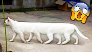 СМЕШНЫЕ ЖИВОТНЫЕ 2020 / ПРИКОЛЫ КОТЫ СОБАКИ, ЛУЧШИЕ ПРИКОЛЫ с Кошками и Собаками Funny Cats
