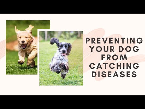 Preventing Your Dog From Catching Diseases