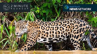 Wolf killings, wild horses & a parakeet invasion