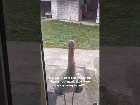 Ось такий друг вже третій рік будить господарів щоб  його зранку покормили!😍 #лелека #село #птах