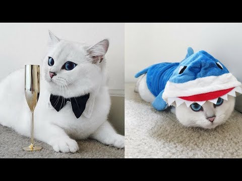 This Cat Seems Completely Normal  But When He Opens His Eyes It’s Stunning