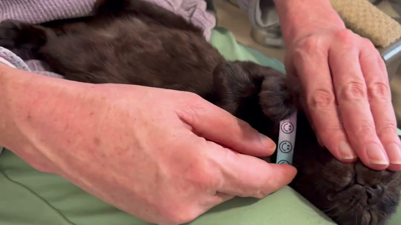 Enlarge Remi is Precious, a Adoptable Domestic Short Hair in Eagle Point, OR video 2/6