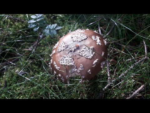HEAVENS CROSS AMANITA REGALIS