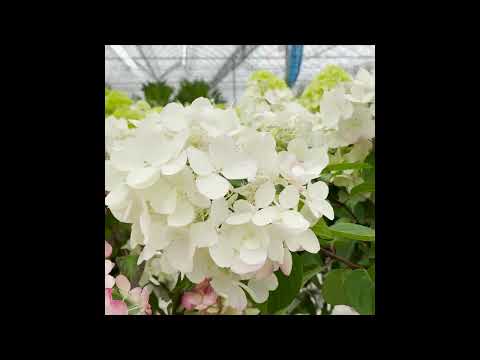 Opbouw Herfst bij Willaert 2025