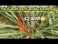How To Increase Tillers No 1 Formula For Increasing Tillers In Sugarcane Sugarcane Tillering