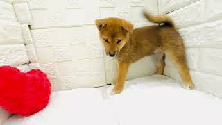 柴犬の動画01
