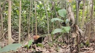 Download lagu ROKAN SI PIKAT SEDUT mp3 Download lagu ROKAN SI PIKAT SEDUT mp3