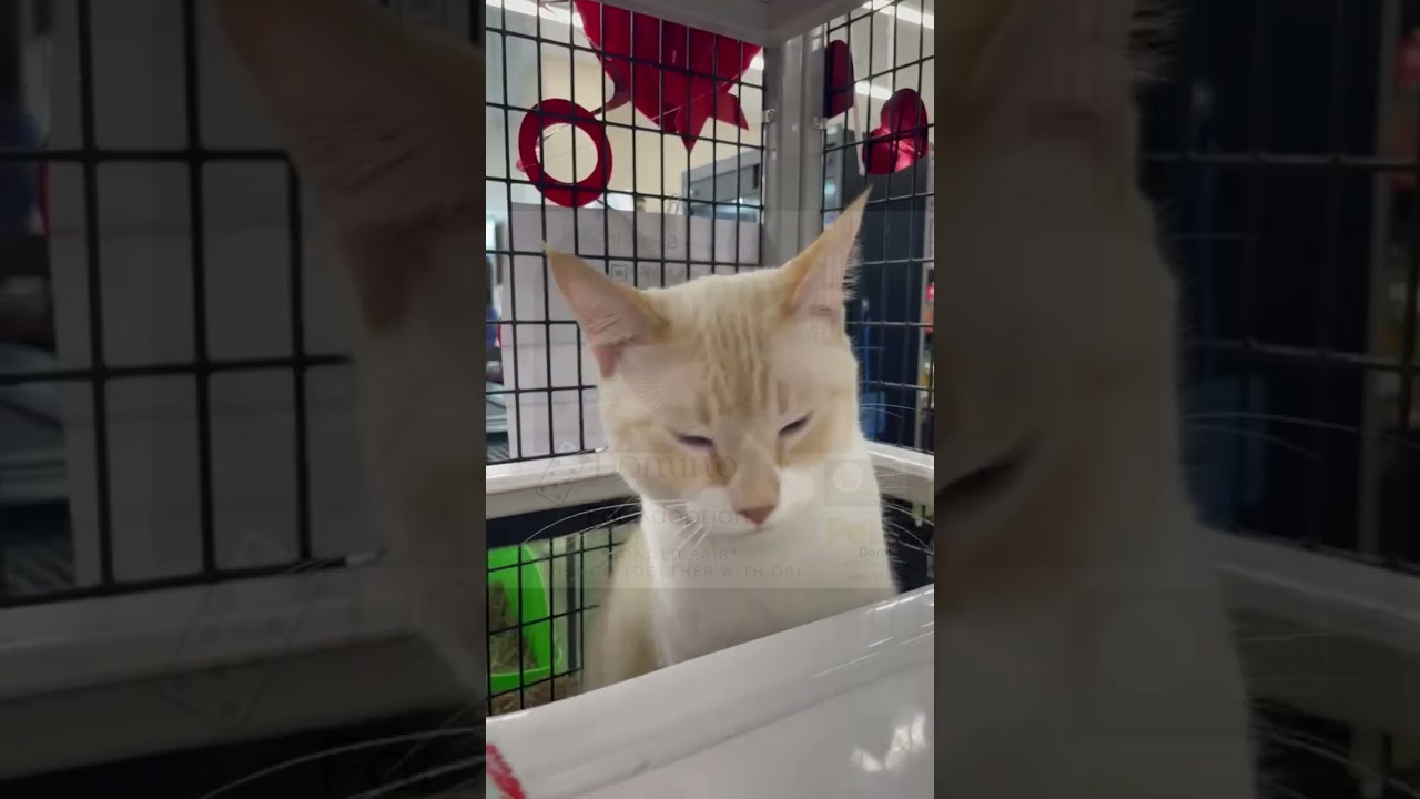 Enlarge Obi and Domino - ^^Bonded Pair^^, a ADOPTABLE Domestic Short Hair in Miami, FL video 6/6