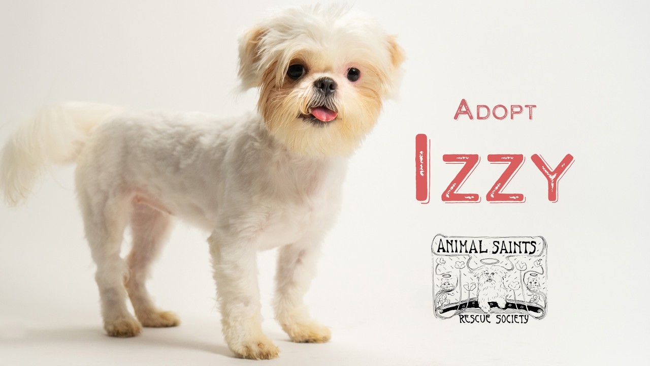 Izzy, a ADOPTABLE mixed breed in Fort Montgomery, NY video 6/6