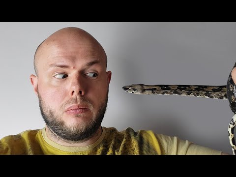 Czy mój wąż GRYZIE? - Nowe terrarium dla BOA!