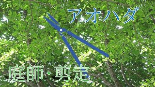 【植木・剪定】　アオハダ編