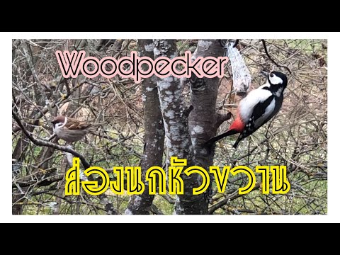 EP.178 Woodpecker is a regular customer. นกหัวขวานมากินอาหารเป็นขาประจำ (ถ่ายเดือนพฤษภาคมค่ะ)