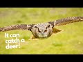 Focus On Eurasian Eagle Owl The Most Powerful Species Of Owl In The World