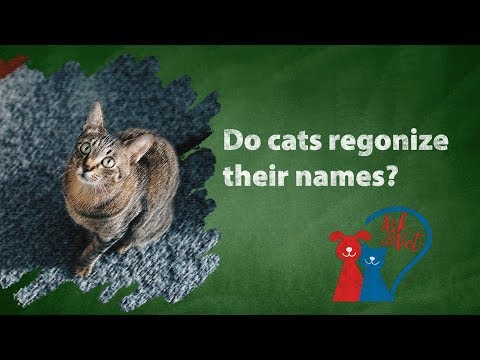 Ask the Vet: Do cats recognize their names?